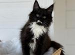 Amelia - Maine Coon Cat For Sale - Sugar Valley&comma; GA&comma; US