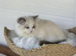 Emma - Ragdoll Cat For Sale - Sugar Valley&comma; GA&comma; US