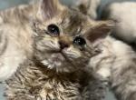 Skeeter - Selkirk Rex Cat For Sale - West Branch&comma; MI&comma; US