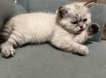 Sealie - Minuet Cat For Sale - West Branch&comma; MI&comma; US