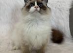Bobby AVAILABALE - Ragdoll Cat For Sale - Mount Vernon&comma; WA&comma; US