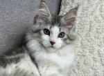 Mona - Maine Coon Cat For Sale - Hollywood&comma; FL&comma; US