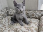 Northland - Russian Blue Cat For Sale - Hollywood&comma; FL&comma; US