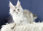 Weya - Maine Coon Cat For Sale - Miami&comma; FL&comma; US