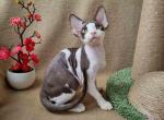 Quico - Devon Rex Cat For Sale - Norwalk&comma; CT&comma; US