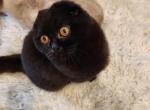 Otis - Scottish Fold Cat For Sale - Snohomish&comma; WA&comma; US