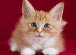 QUIGLEY - Maine Coon Cat For Sale - Brooklyn&comma; NY&comma; US