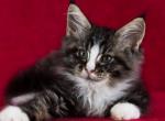 QUIZ - Maine Coon Cat For Sale - Brooklyn&comma; NY&comma; US