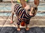 Bicolor Male 10 weeks - Sphynx Cat For Sale - Ewing&comma; NJ&comma; US