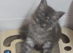 Velcro - Maine Coon Cat For Sale - George&comma; WA&comma; US