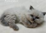 Litter A - Himalayan Cat For Sale - Tampa&comma; FL&comma; US
