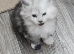 Moon pie - Maine Coon Cat For Sale - George&comma; WA&comma; US