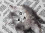 Male - Maine Coon Cat For Sale - George&comma; WA&comma; US