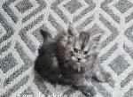 White female - Maine Coon Cat For Sale - George&comma; WA&comma; US