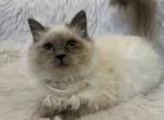 Ivan - Ragdoll Cat For Sale - Mount Vernon&comma; WA&comma; US