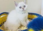 DANTE - Scottish Straight Cat For Sale - Austin&comma; TX&comma; US
