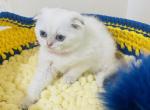FLORENCE - Scottish Fold Cat For Sale - Austin&comma; TX&comma; US