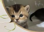GINO - Scottish Straight Cat For Sale - Austin&comma; TX&comma; US