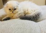 EVAN - Scottish Fold Cat For Sale - Austin&comma; TX&comma; US