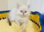DAKOTA - Scottish Straight Cat For Sale - Austin&comma; TX&comma; US