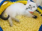 CHLOE - Scottish Straight Cat For Sale - Austin&comma; TX&comma; US
