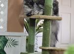 Yellow female - Maine Coon Cat For Sale - George&comma; WA&comma; US