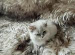 Female bobtail kitten - American Bobtail Cat For Sale - Agawam&comma; MA&comma; US