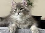 Mikael - Maine Coon Cat For Sale - Miami&comma; FL&comma; US