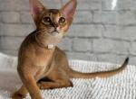 Zafira - Abyssinian Cat For Sale - Pembroke Pines&comma; FL&comma; US