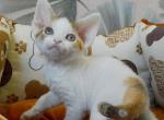 Tessa - Devon Rex Cat For Sale - Norwalk&comma; CT&comma; US