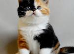 Queen Kelly - Scottish Fold Cat For Sale - Hollywood&comma; FL&comma; US