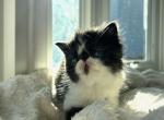 Dolce - Persian Cat For Sale - Arlington Heights&comma; IL&comma; US