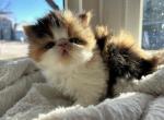 Coco Chanel - Persian Cat For Sale - Arlington Heights&comma; IL&comma; US