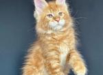 Zhora - Maine Coon Cat For Sale - Miami&comma; FL&comma; US