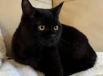 British Bob - British Shorthair Cat For Sale - Philadelphia&comma; PA&comma; US