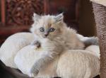 Blue mitted mink - Ragdoll Cat For Sale - Farmville&comma; VA&comma; US
