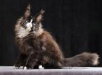 Julie - Maine Coon Cat For Sale - Hollywood&comma; FL&comma; US
