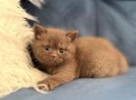 Ms Beans - British Shorthair Cat For Sale - Jacksonville&comma; FL&comma; US