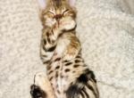 Eia - Bengal Cat For Sale - Brooklyn Park&comma; MN&comma; US