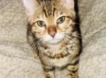 Lua - Bengal Cat For Sale - Brooklyn Park&comma; MN&comma; US