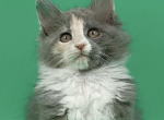 Mala - Maine Coon Cat For Sale - Brighton&comma; CO&comma; US