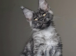 Maybach - Maine Coon Cat For Sale - Brighton&comma; CO&comma; US