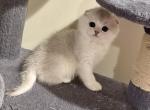 girl - Scottish Straight Cat For Sale - Bergenfield&comma; NJ&comma; US