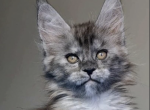 Naomi - Maine Coon Cat For Sale - Brighton&comma; CO&comma; US