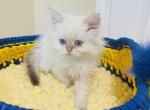 DAKOTA - Scottish Straight Cat For Sale - Sunnyvale&comma; CA&comma; US