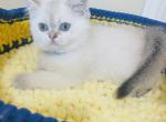 DANTE - Scottish Straight Cat For Sale - Sunnyvale&comma; CA&comma; US