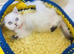 CHLOE - Scottish Straight Cat For Sale - Sunnyvale&comma; CA&comma; US