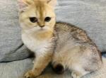CHERRY - British Shorthair Cat For Sale - Sunnyvale&comma; CA&comma; US