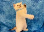 CLOUD - Scottish Straight Cat For Sale - Sunnyvale&comma; CA&comma; US
