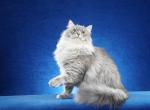 Retired Siberian Female - Siberian Cat For Sale/Retired Breeding - Old Bridge&comma; NJ&comma; US